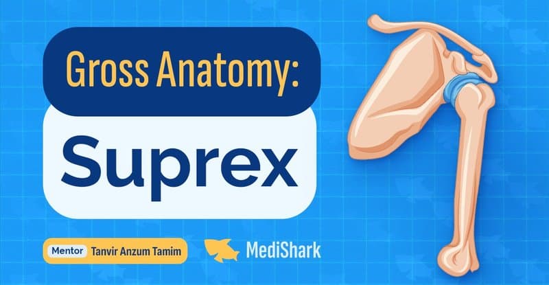 Suprex Anatomy (2nd Card)